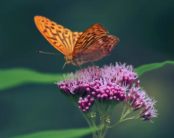 Flora
